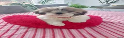Maltese dogs for stud: 🐬 Beautiful Korean Maltese Stud 🐬 - Advert 5