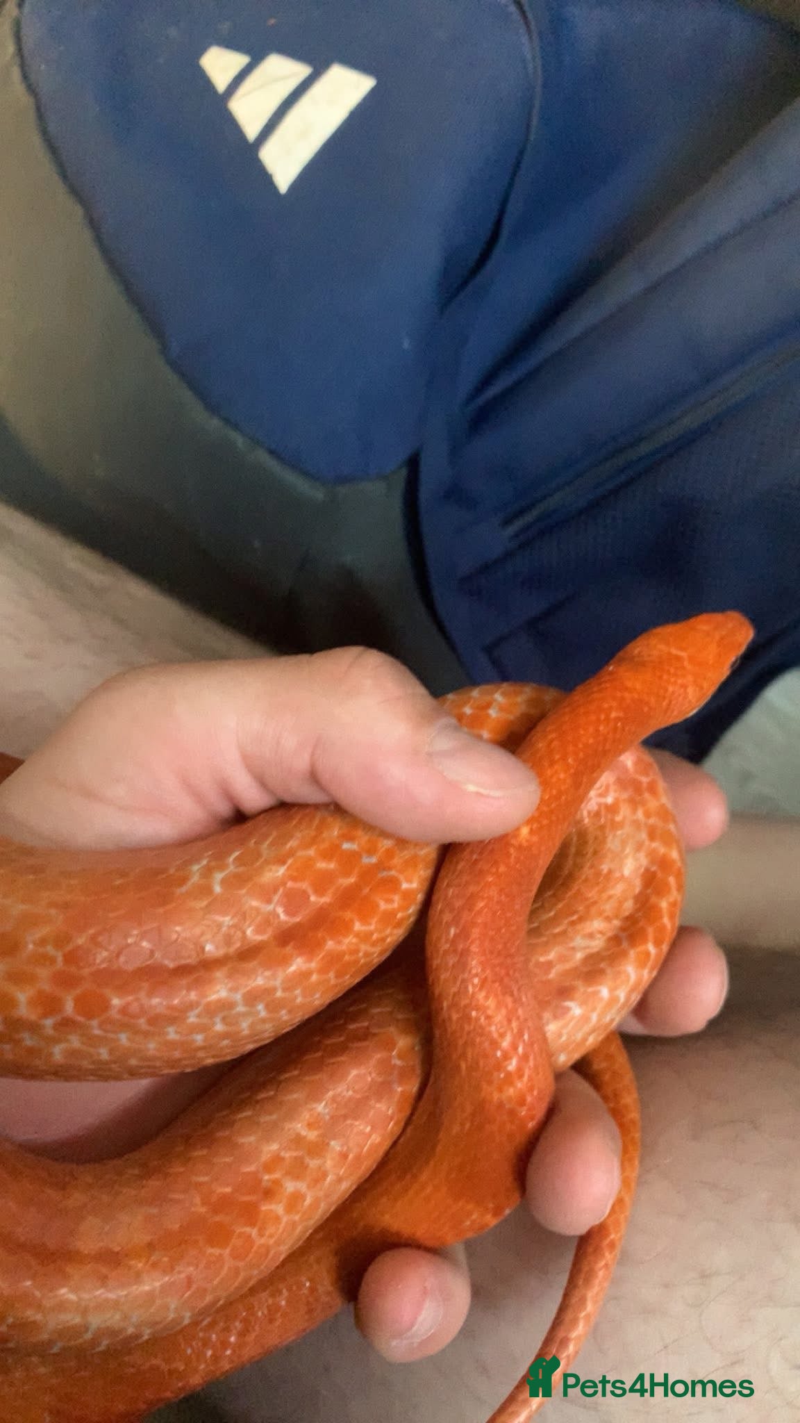 Corn Snake reptiles Selling both Corns for £200 together - Advert 18