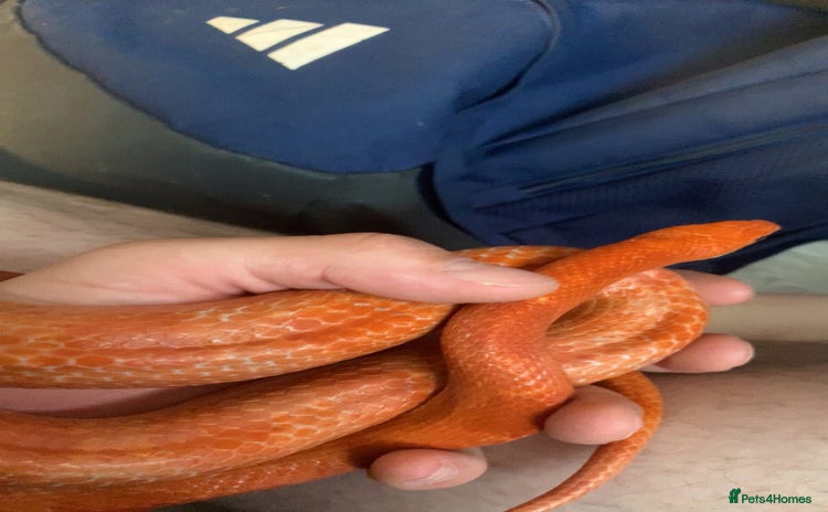 Corn Snake reptiles - Advert 6