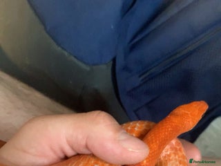 Corn Snake reptiles - Advert 13