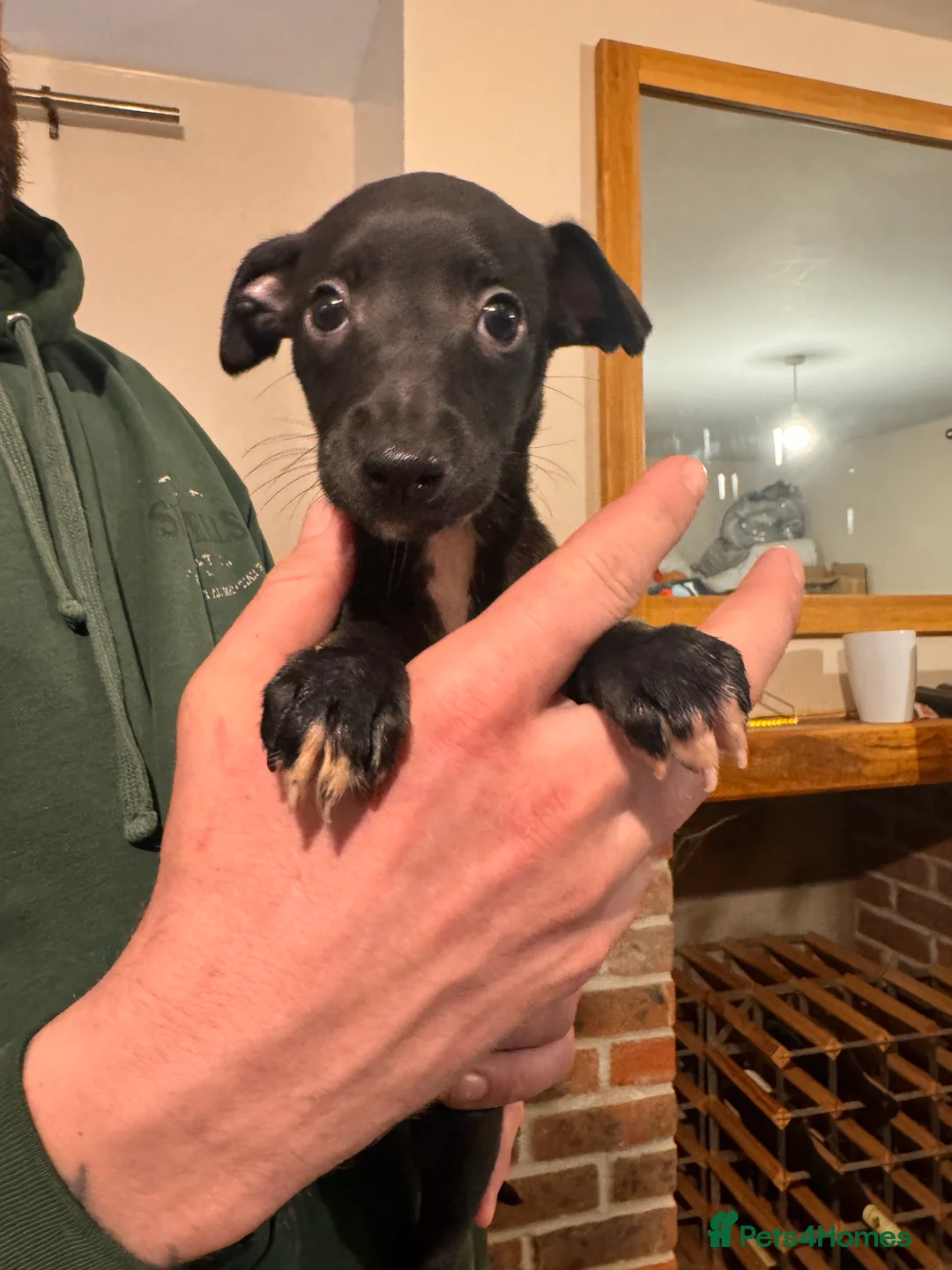 Whippet dogs for sale: READY NOW. Champion KC whippet pup LAST GIRL 💕  - Advert 28