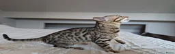 Bengal cats for sale: 🤎🖤 Gorgeous Bengal Girl 🖤🤎 - Advert 13