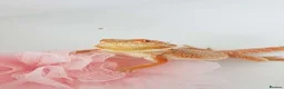 Bearded Dragon reptiles for sale: Lando! Please read description! in Halifax - Advert 5