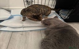 British Shorthair cats for sale: BRITISH SHORTHAIR CROSS OCICAT KITTENS - Image 11