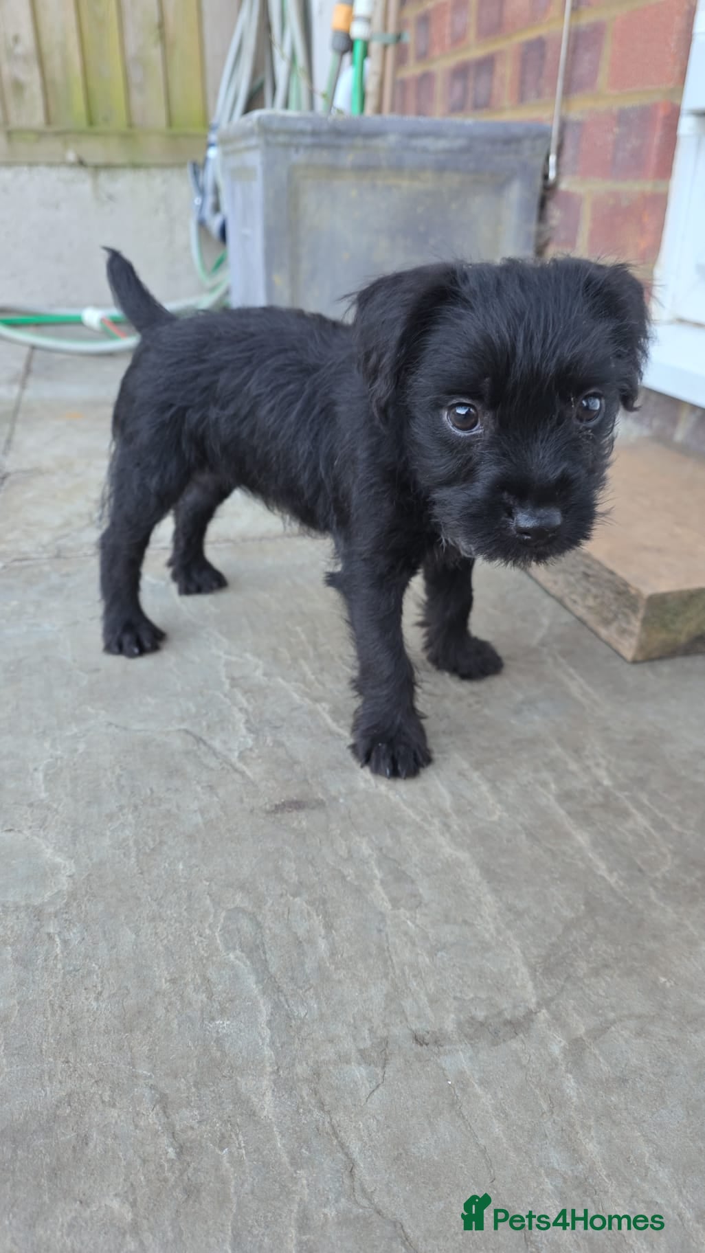 Patterdale Terrier dogs Patterdale bitch ready to go - Advert 6