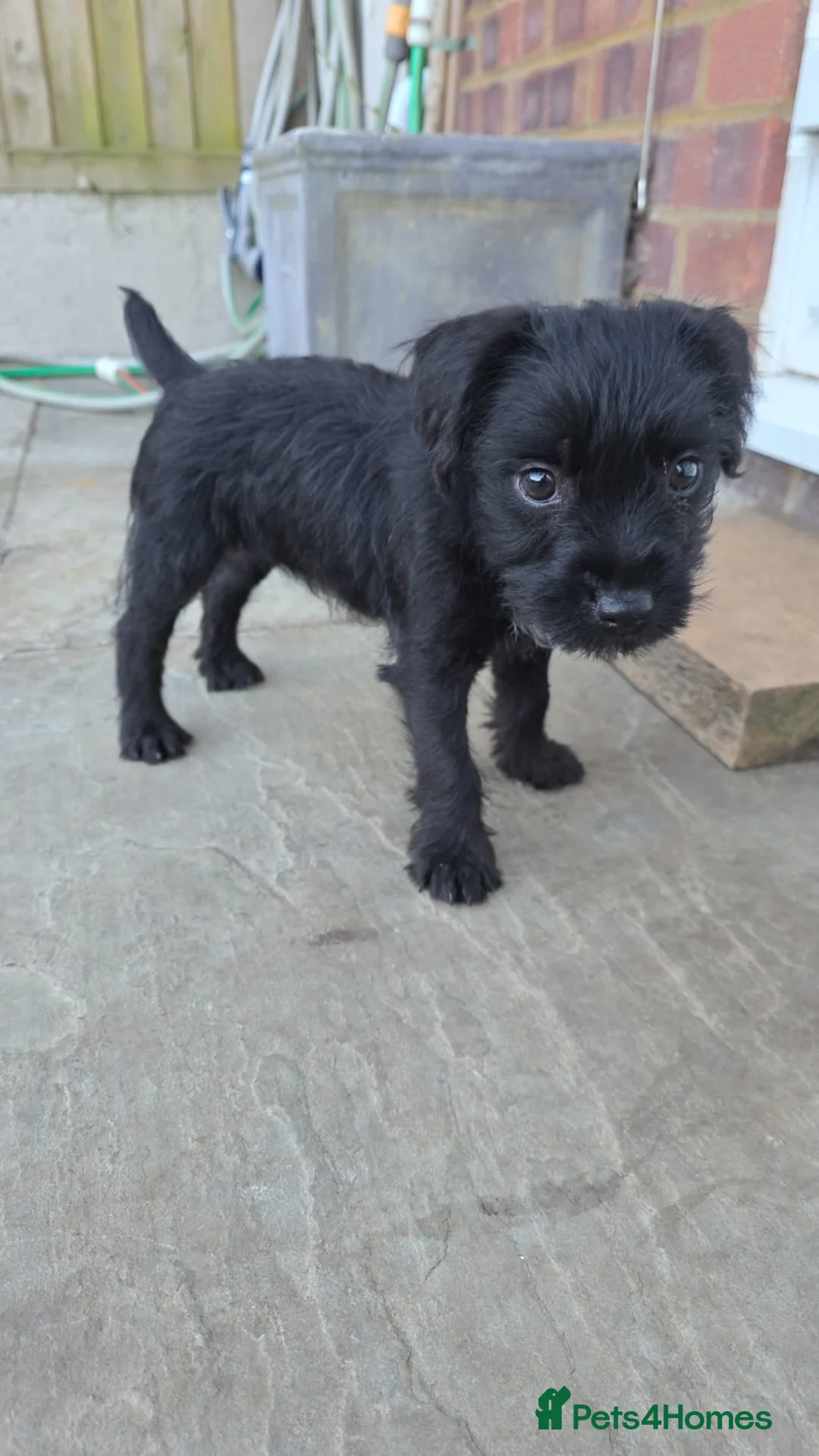 Patterdale Terrier dogs for sale: Patterdale bitch ready to go in Folkestone - Advert 1
