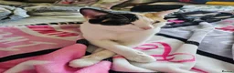 Mixed Breed cats for sale: Cats  in Dalkeith - Advert 3