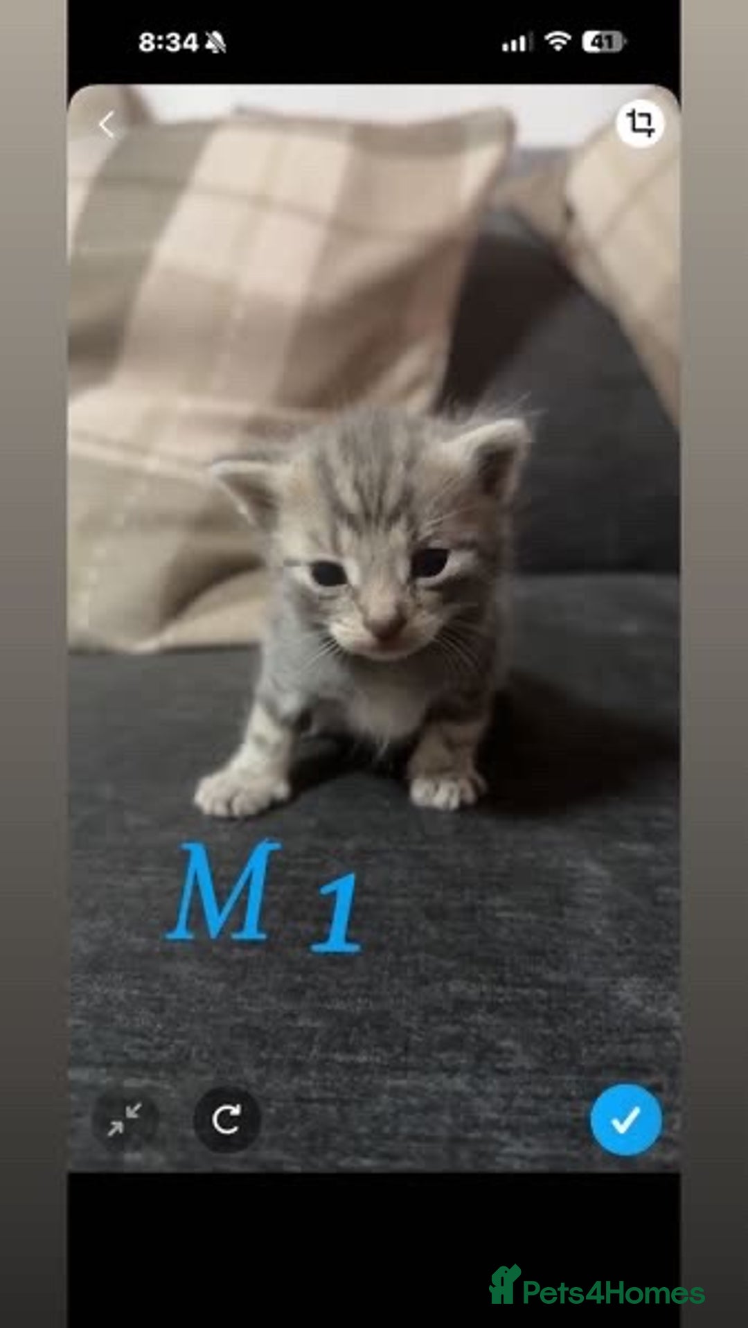 Mixed Breed cats for sale: I have 4 beautiful babies 3 boys 1 girl - Advert 2