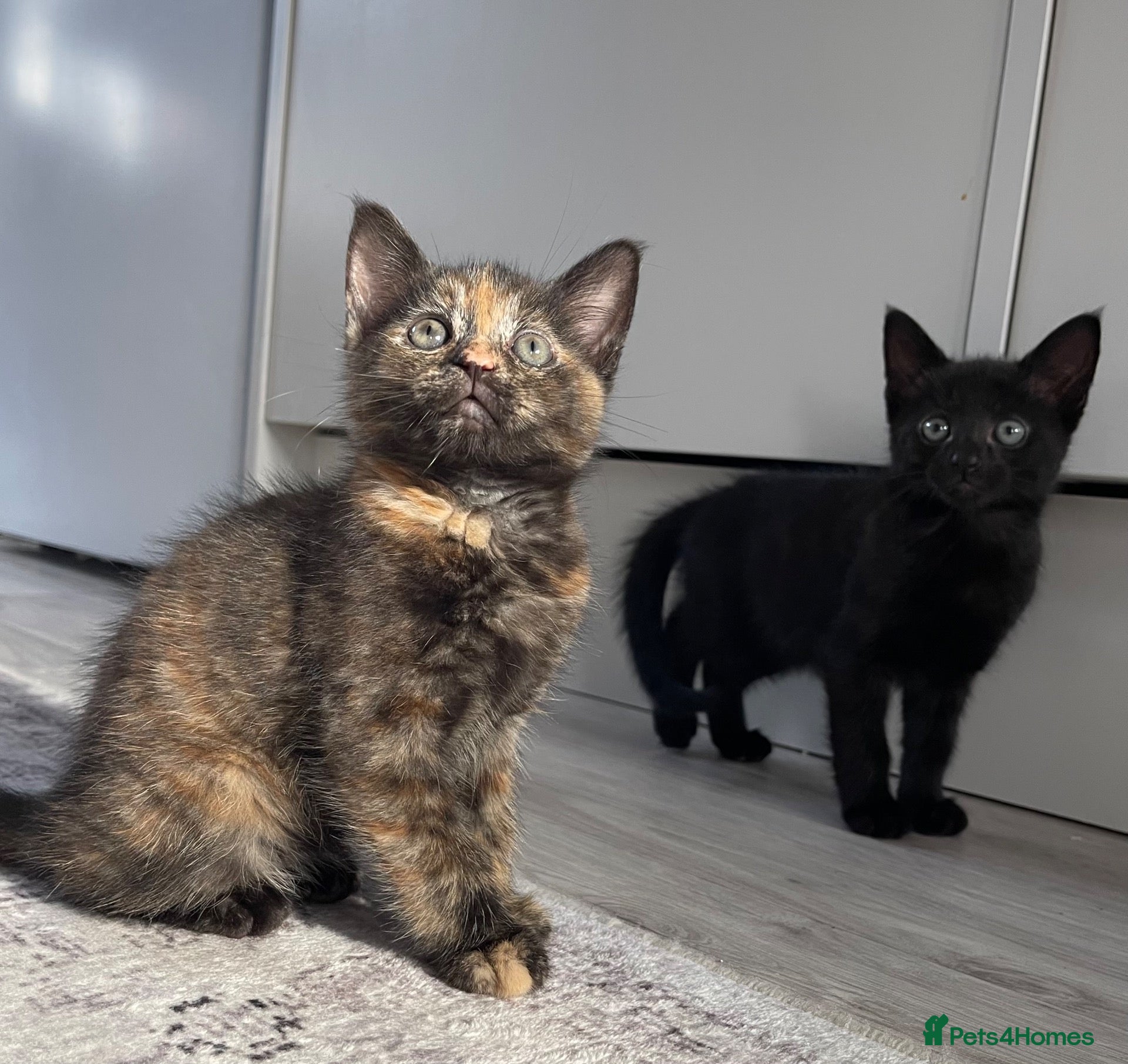 Mixed Breed cats Very sweet kittens - Advert 2