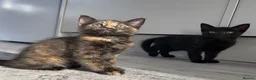 Mixed Breed cats for sale: Very sweet kittens - Advert 1