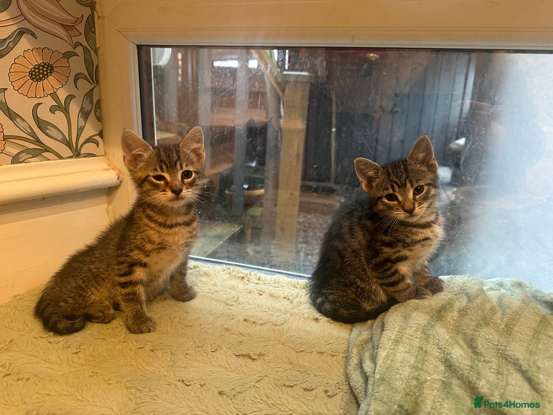 Mixed Breed cats for sale: British short haired Cross - Advert 7