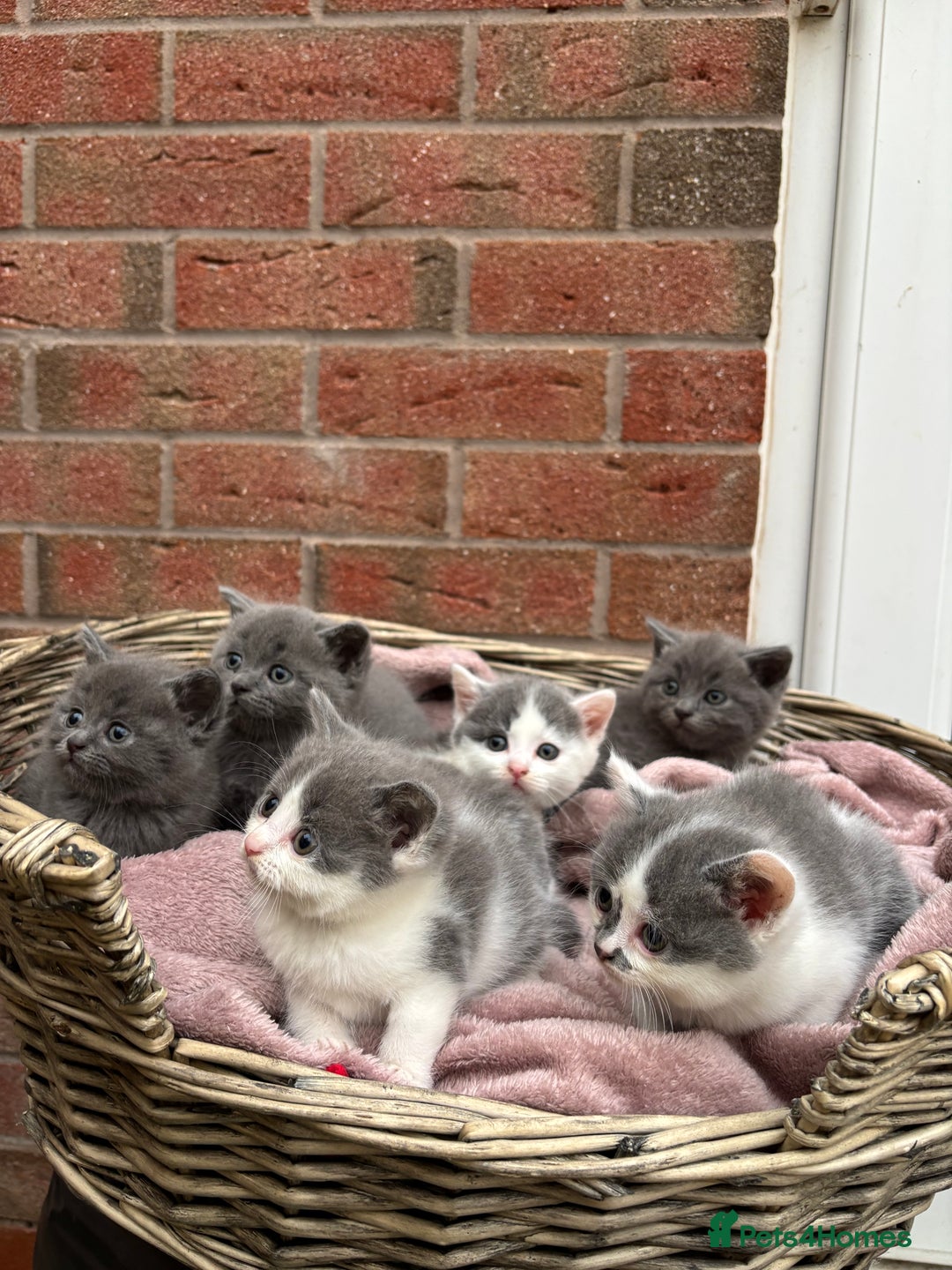 British Shorthair cats for sale: British shorthair kittens  - Image 11