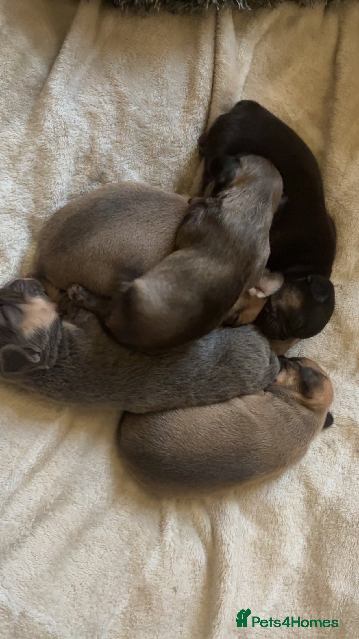 French Bulldog dogs French bulldog cross puppies  - Advert 4