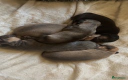 French Bulldog dogs for sale: French bulldog cross puppies  - Advert 1