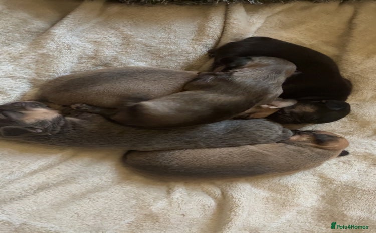 French Bulldog dogs French bulldog cross puppies  - Advert 2