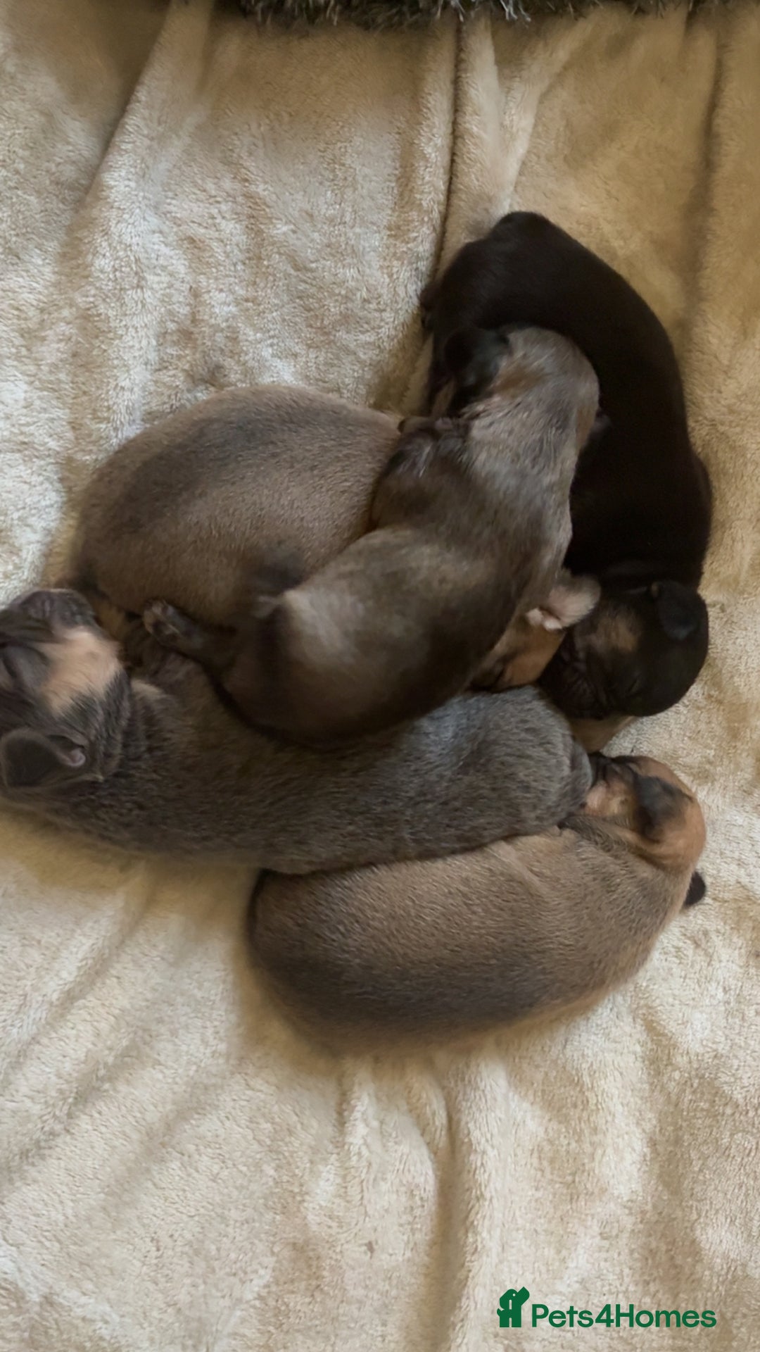 French Bulldog dogs for sale: French bulldog cross puppies  - Advert 1
