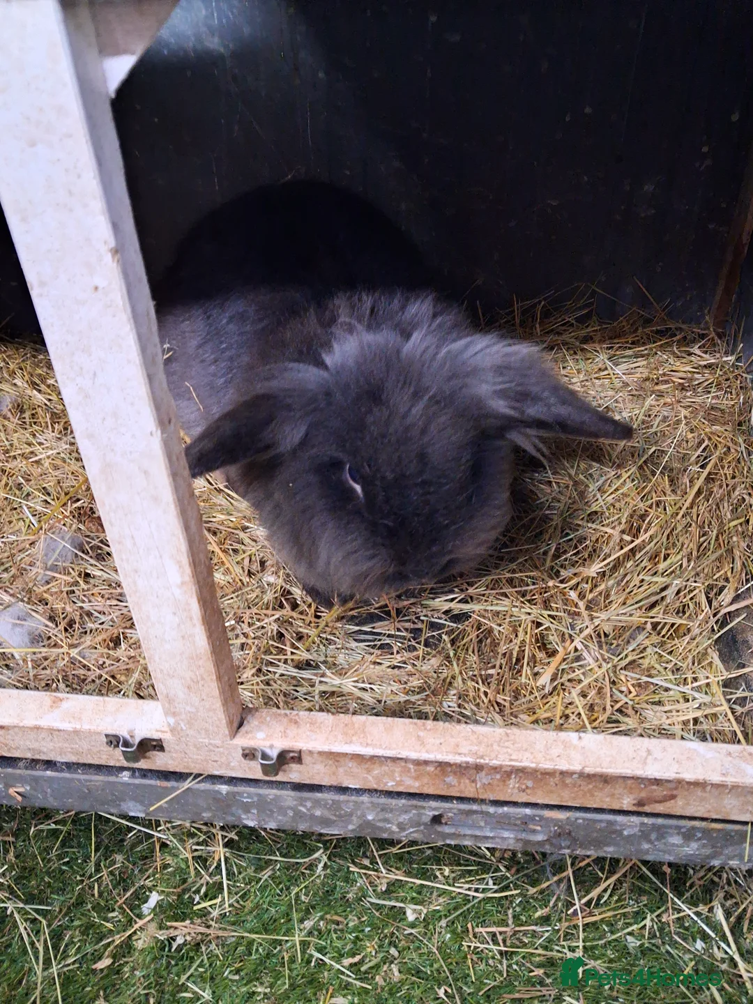 Lionhead rabbits for sale: Male Lionhead - Advert 2