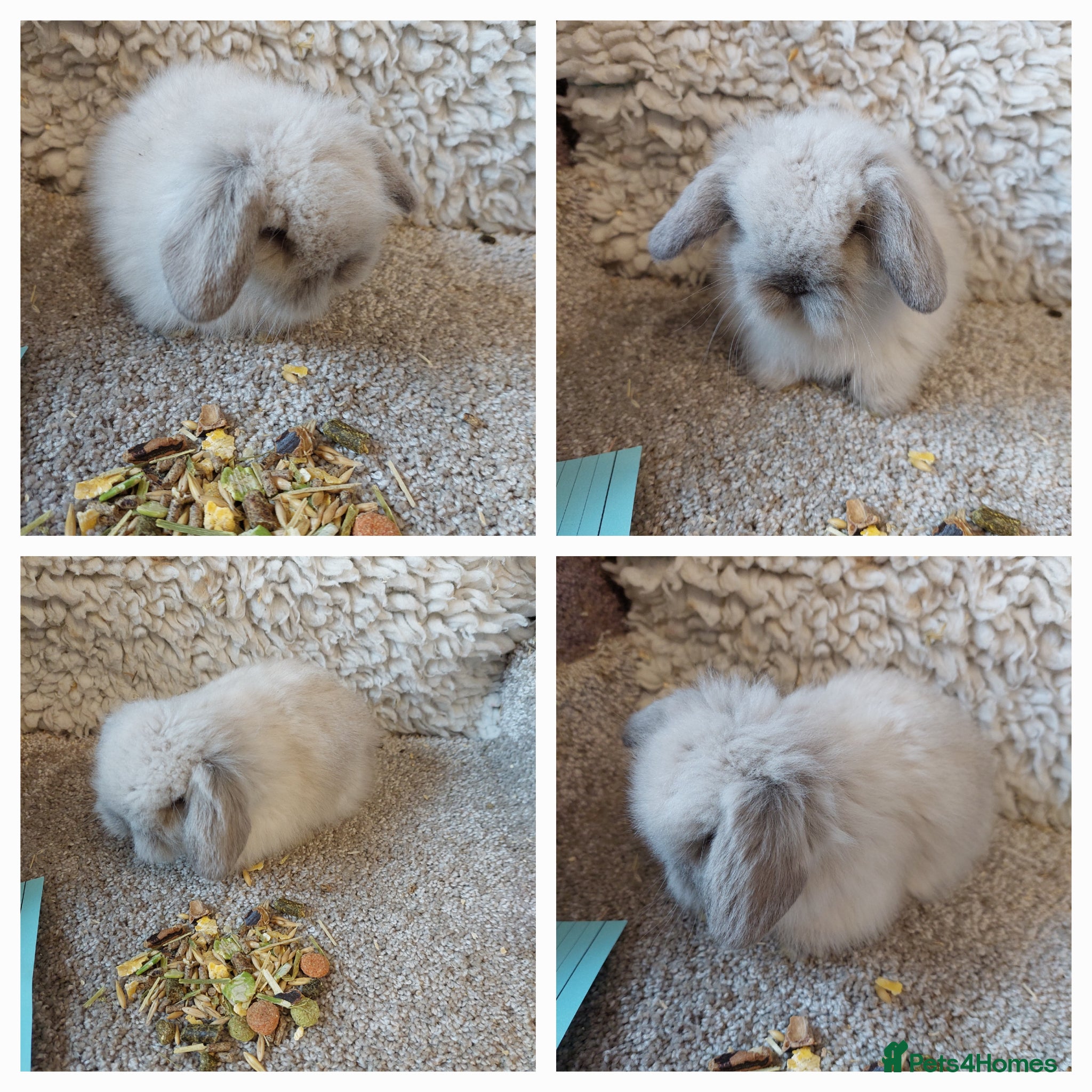 Mini Lop rabbits Beautifull mini lionlop babys ready to reserve  - Advert 7