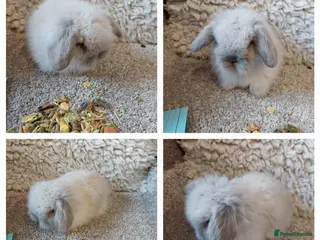 Mini Lop rabbits Beautifull mini lionlop babys ready to reserve - Advert 7