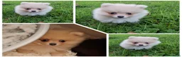 Pomeranian dogs for sale: KC Registered Pomeranian Puppies - Advert 3