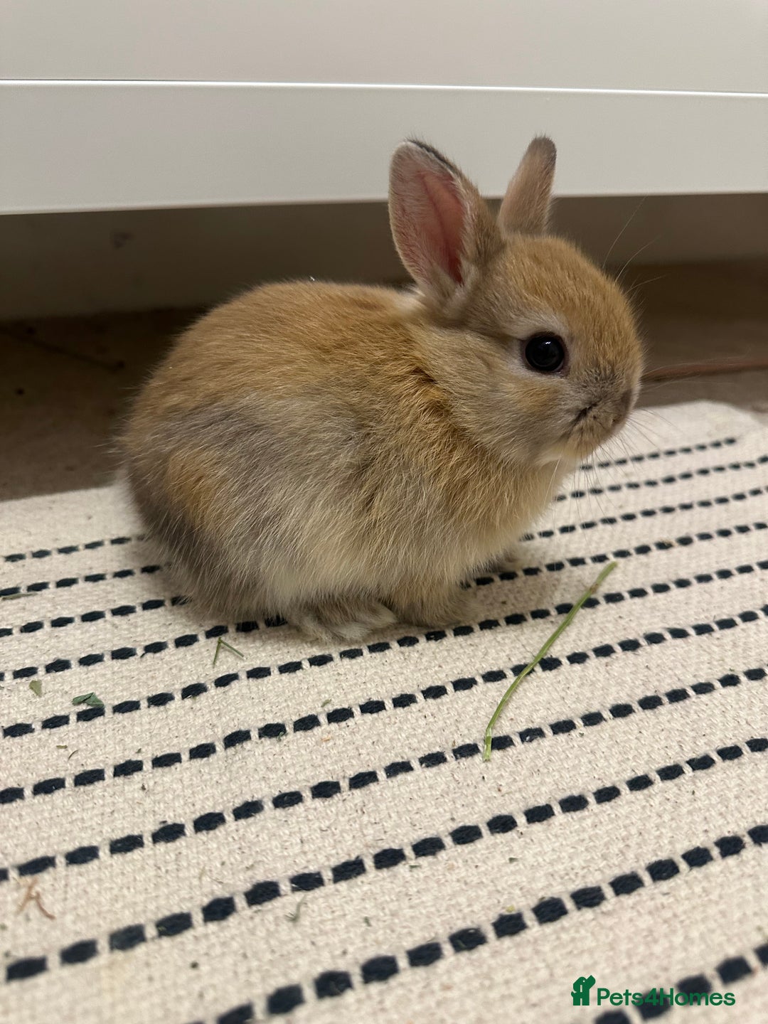 Netherland Dwarf rabbits for sale: Dwarf Netherlands rabbits  - Advert 6
