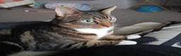 Mixed Breed cats for adoption: TIGGER - Advert 2