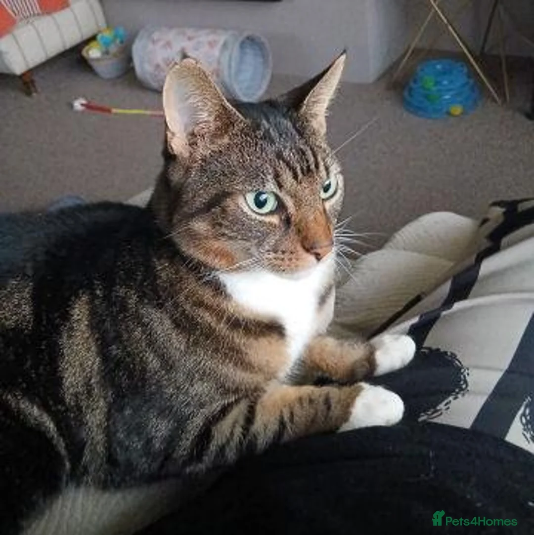 Mixed Breed cats for adoption: TIGGER - Advert 2