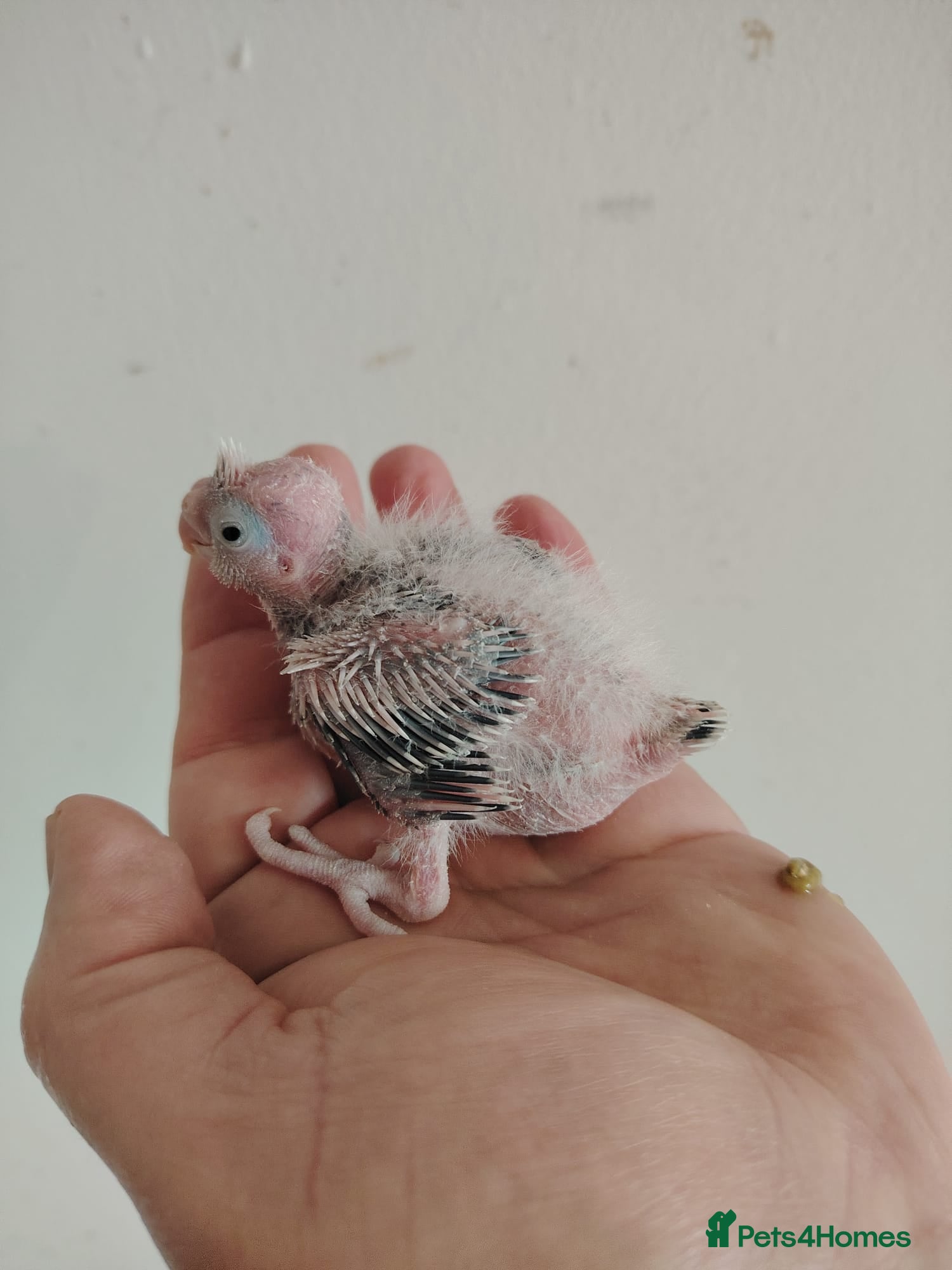 Cockatiels birds Baby cockatiels hand rear - Advert 17