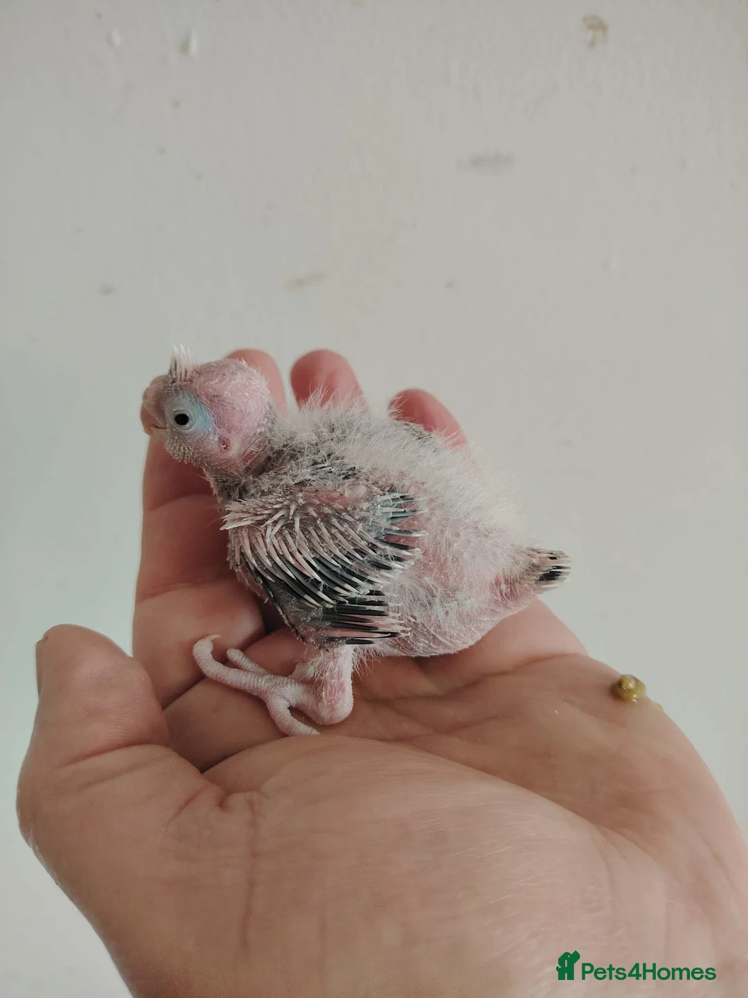 Cockatiels birds for sale: Hand reared and tame baby cockatiels - Advert 1