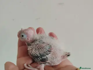 Cockatiels birds Baby cockatiels hand rear - Advert 17