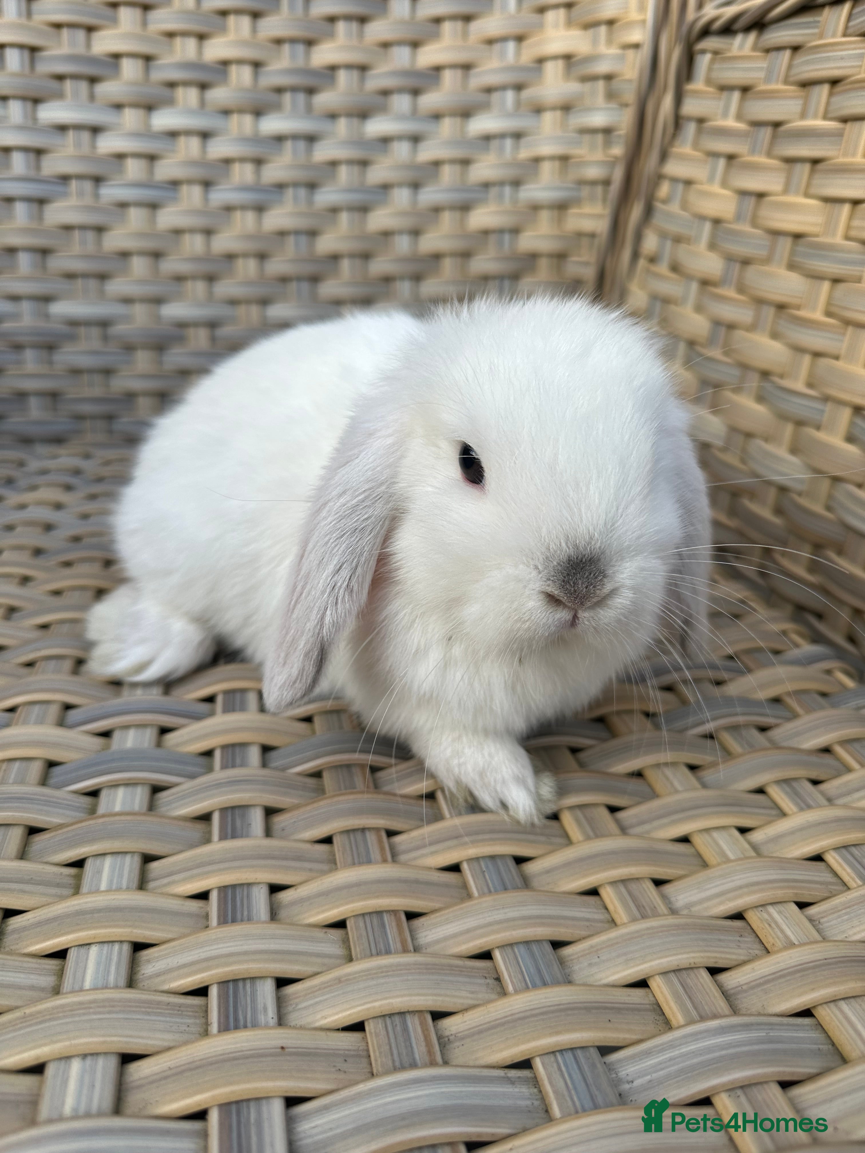 Mini Lop rabbits 1 left. Lovely mini lop babies ready now. - Advert 14
