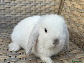 Mini Lop rabbits 1 left. Lovely mini lop babies ready now. - Advert 14