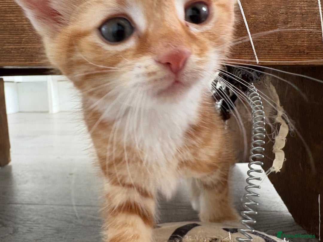 Domestic Shorthair cats for sale: Kittens looking for forever home.  - Image 27