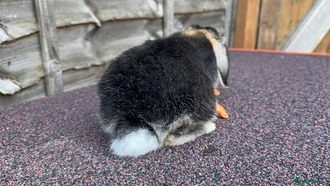 Mini Lop rabbits for sale: Miniature Lop - Image 6
