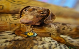 Dachshund dogs for sale: Loving dachshund  - Image 1