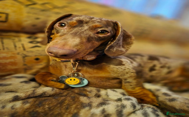 Dachshund dogs - Advert 5