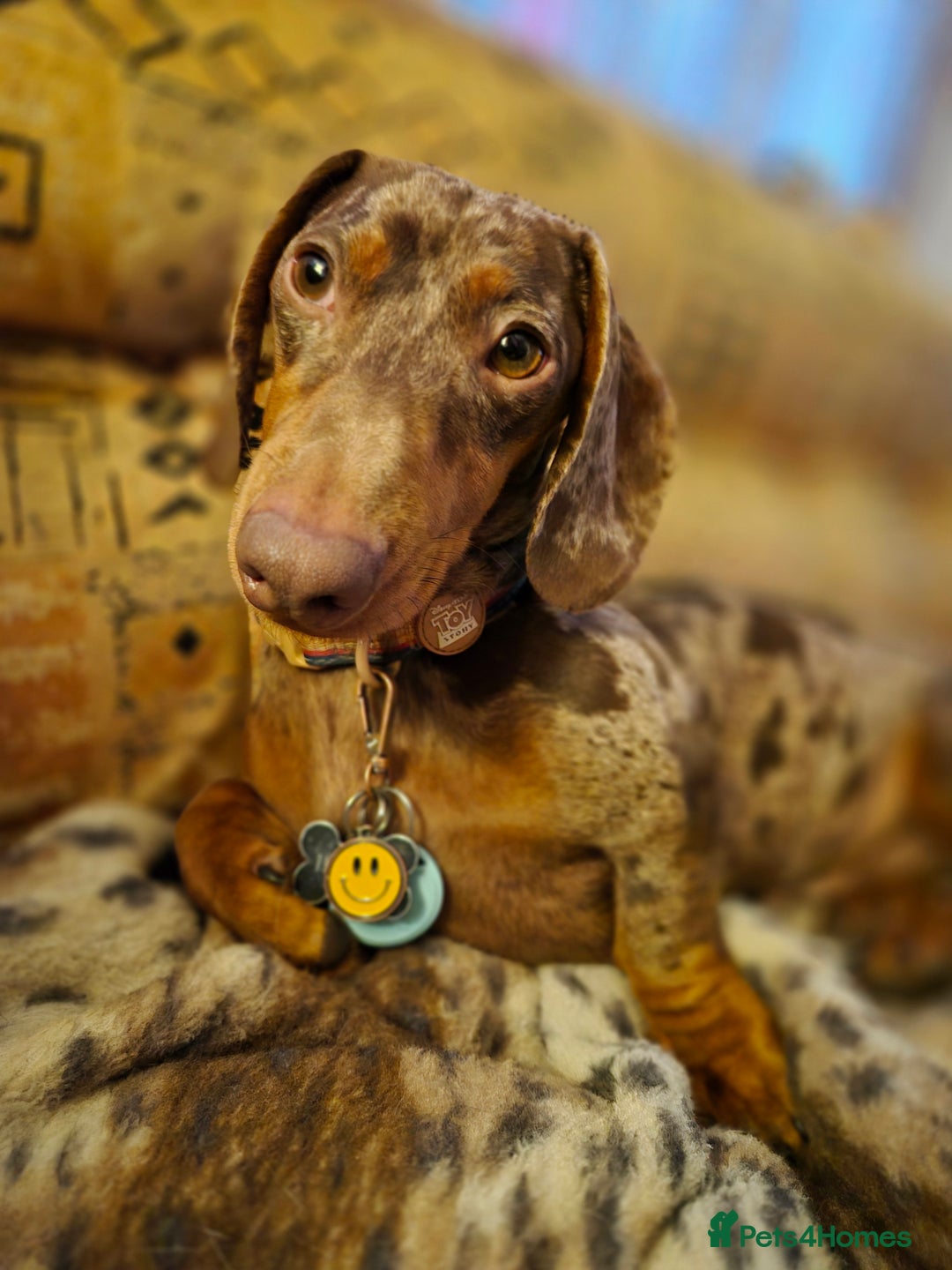 Dachshund dogs for sale: Loving dachshund  - Image 1