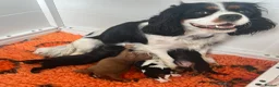 Cavalier King Charles Spaniel dogs for sale: KC Registered Cavalier puppies  - Advert 7