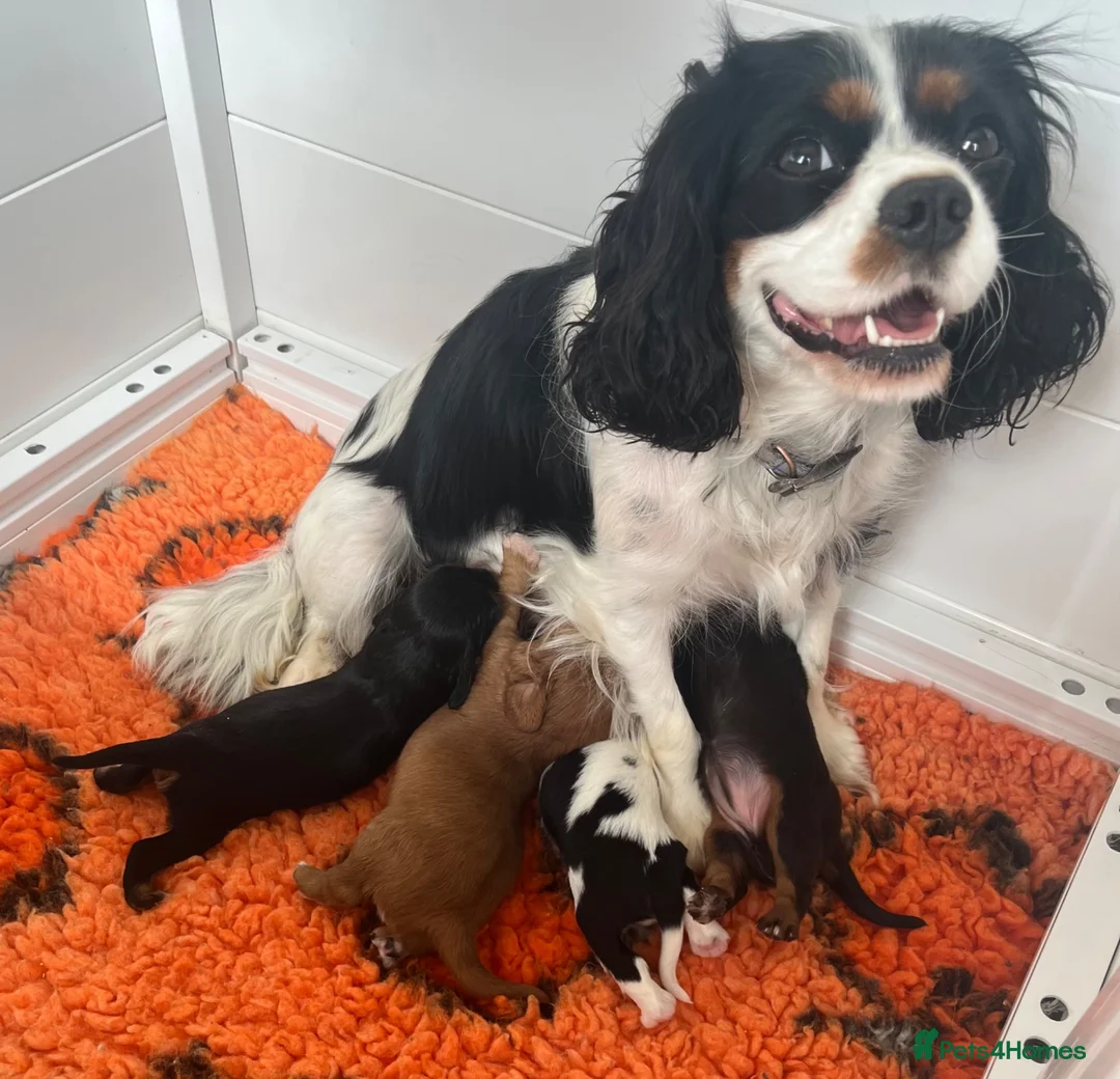 Cavalier King Charles Spaniel dogs for sale: KC Registered Cavalier puppies  - Advert 7