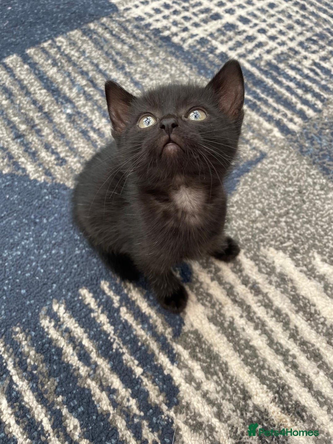 Mixed Breed cats for sale: 5 kittens for sale - Image 14