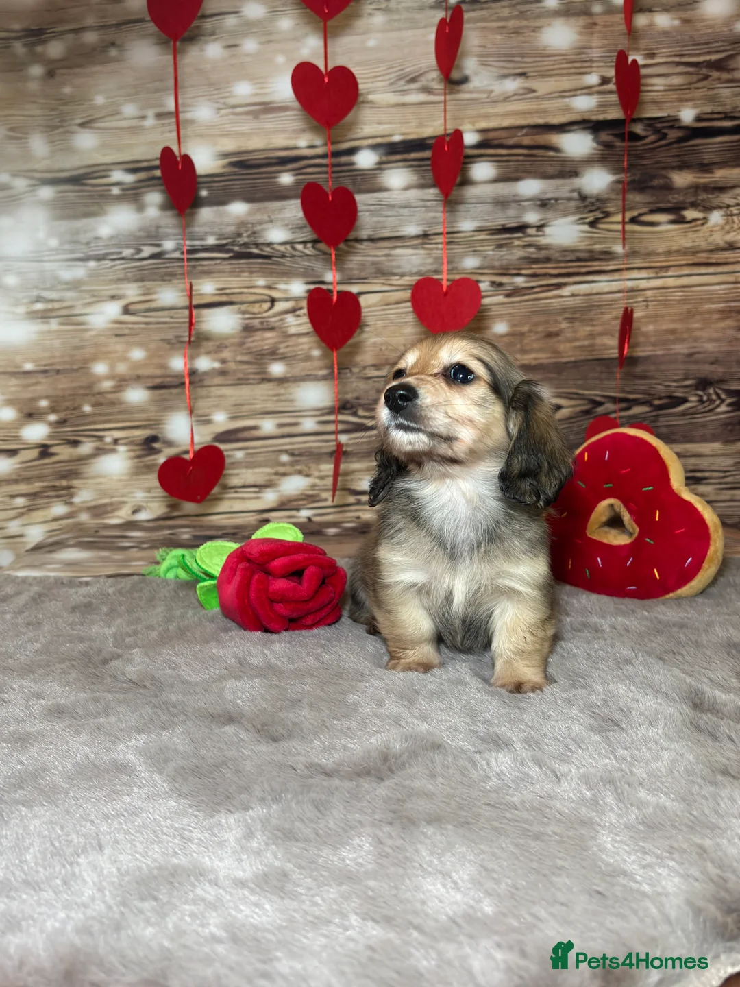 Miniature Dachshund dogs for sale: Beautiful miniature long haired dachshunds - Advert 5