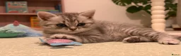 British Shorthair cats for sale: One in a million - Advert 5