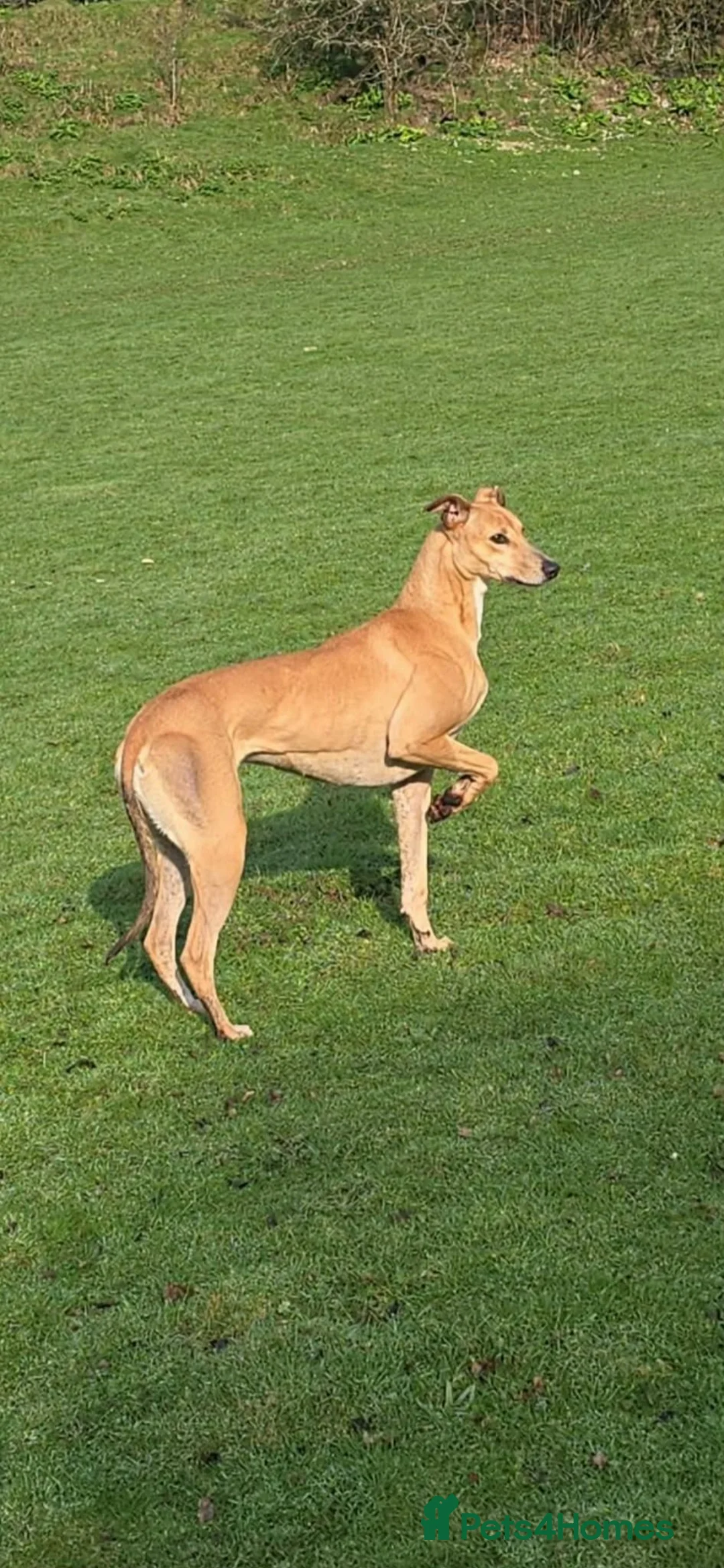 Mixed Breed dogs for sale: Bullgray colliegrey  - Advert 1
