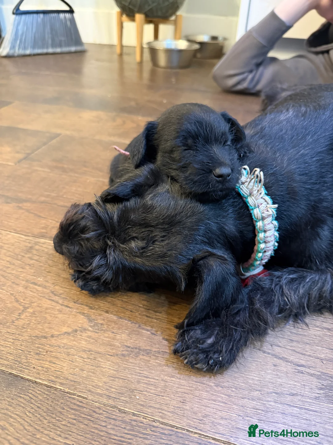 Miniature Schnauzer dogs for sale: Beautiful KC Registered Miniature Schnauzer - Advert 3