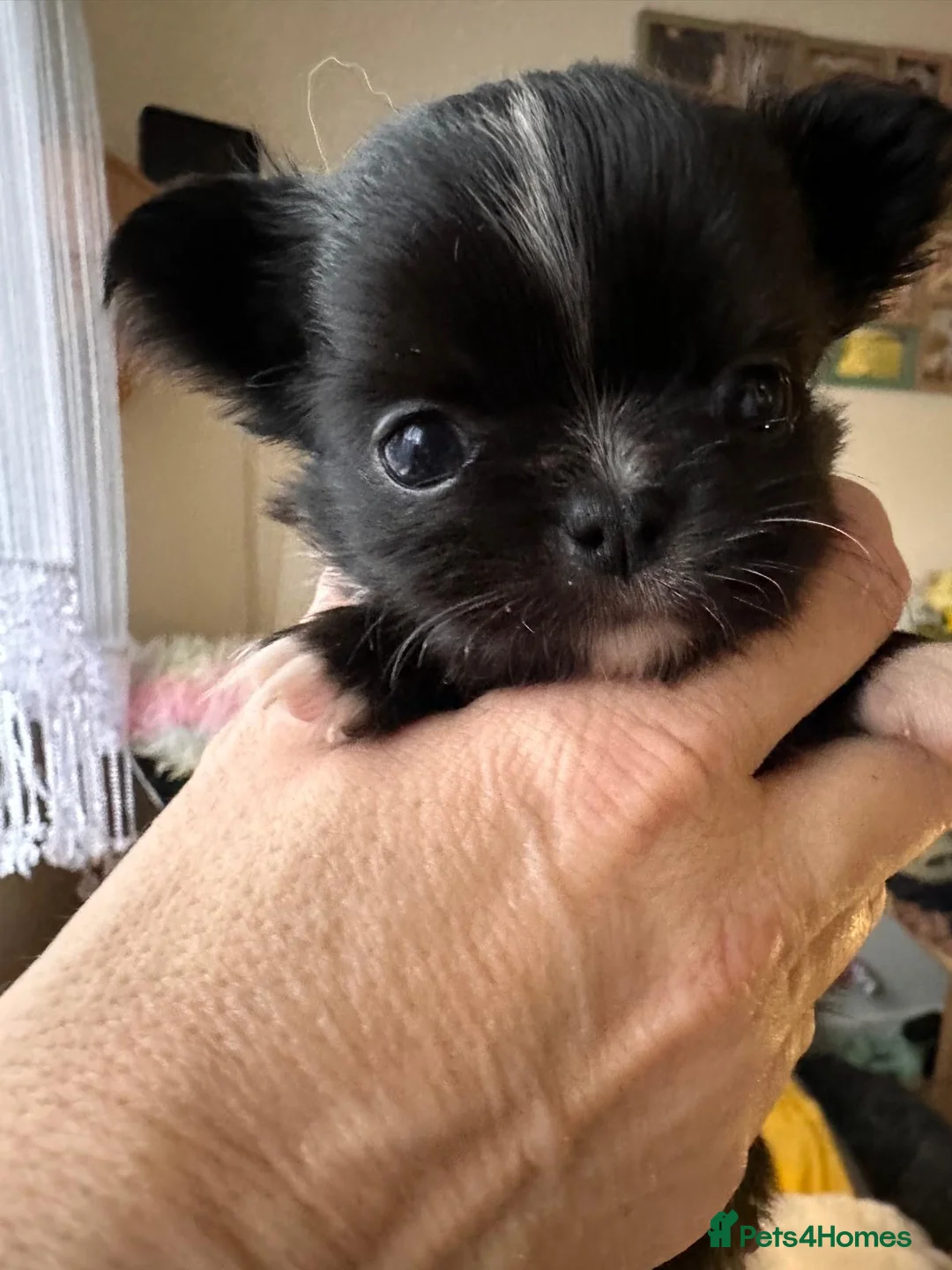Chihuahua dogs for sale: Long hair, beautiful chihuahuas - Advert 17