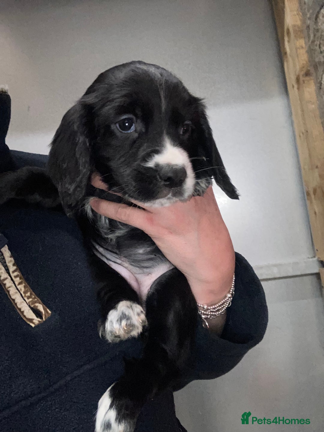 Sprocker dogs for sale: Sprocker spaniels  - Image 1