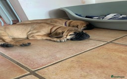 Bullmastiff dogs for sale: K.c registered Bullmastiff puppies  - Image 8