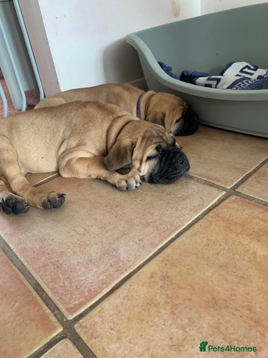 Bullmastiff dogs for sale: K.c registered Bullmastiff puppies  - Image 8