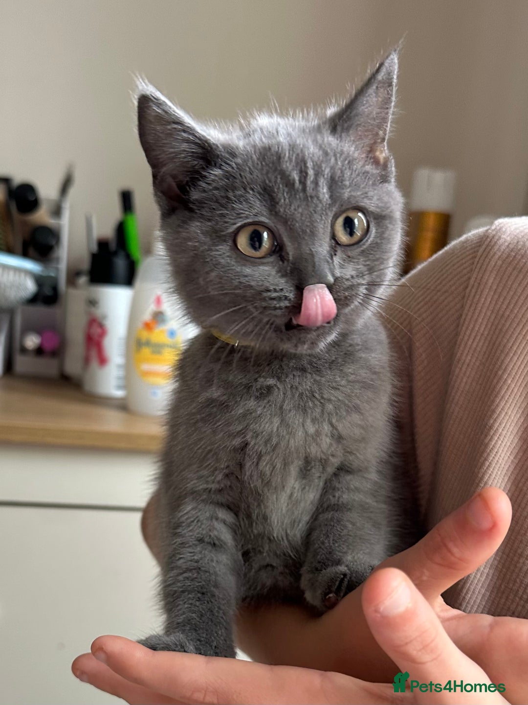 British Shorthair cats for sale: LAST MALE British shorthair kitten ready now in Sleaford - Image 7
