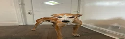 Lurcher dogs for sale: 7 week old lurcher puppies - Advert 4
